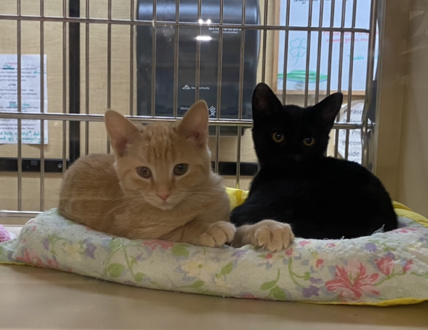 Purr Partners Volunteer Opportunities