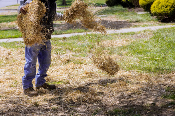 landscapin of straw mulch covering with work lawn landscaper housework - pine straw stock pictures, royalty-free photos & images