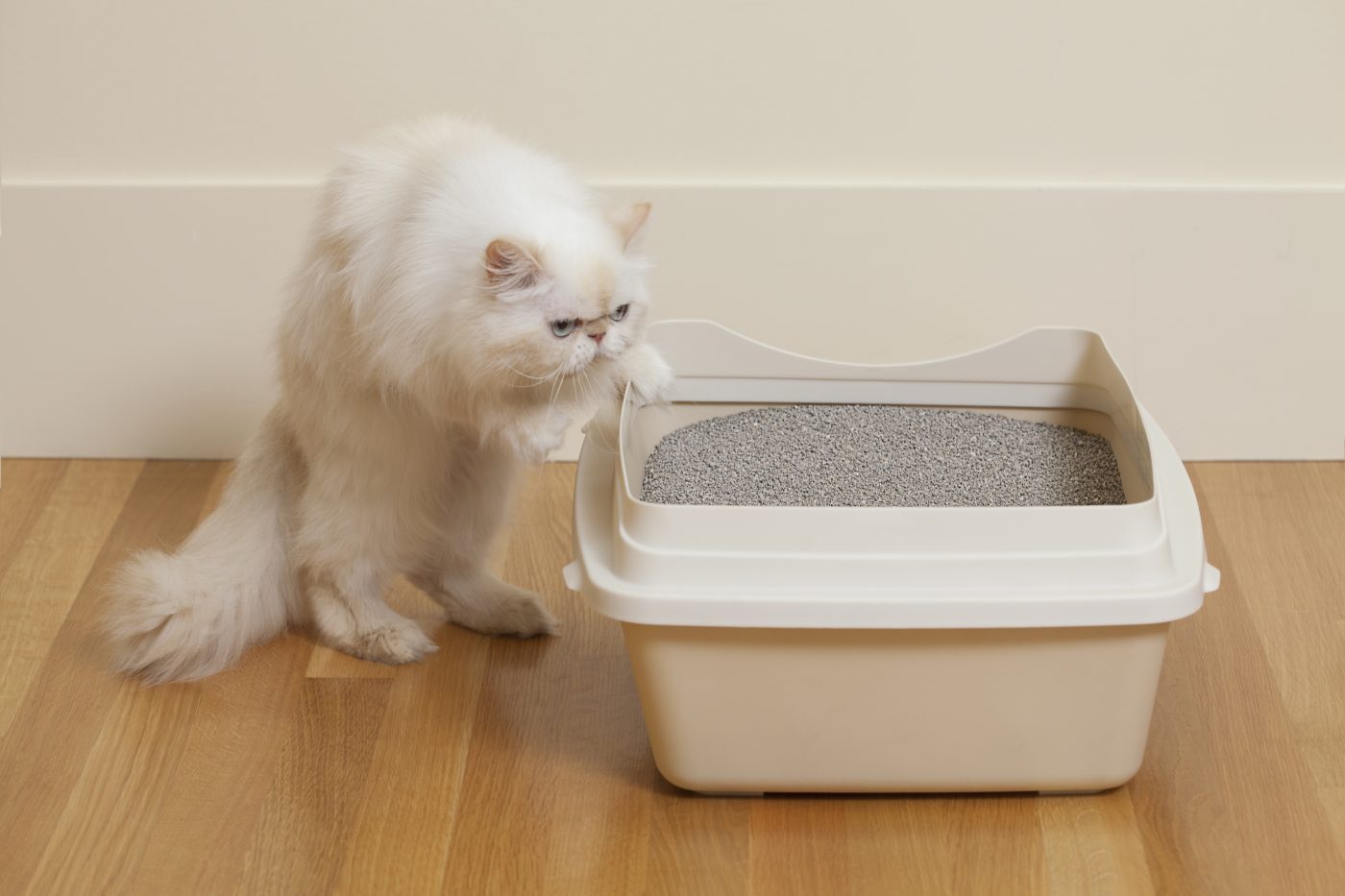 Litter Box