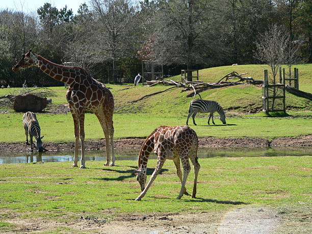 zoo life - alabama zoo stock pictures, royalty-free photos & images