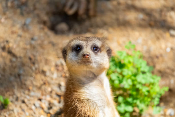 meerkat close up - memphis zoo stock pictures, royalty-free photos & images