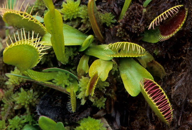 venus flytrap (dionaea muscipul) an insectivorous (or carnivorous) plant with leaf adaptations to trap insects and spiders - venus fly trap north carolina stock pictures, royalty-free photos & images