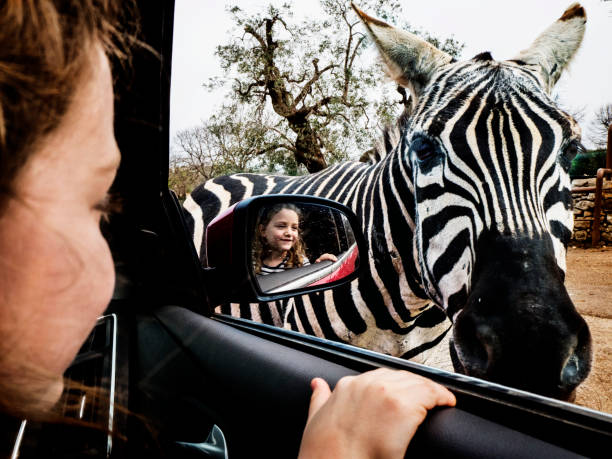 smiling girl looking through an open car window at a zebra - car zoo stock pictures, royalty-free photos & images